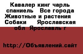 Кавалер кинг чарль спаниель - Все города Животные и растения » Собаки   . Ярославская обл.,Ярославль г.